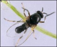 PestMgt_Blackfly